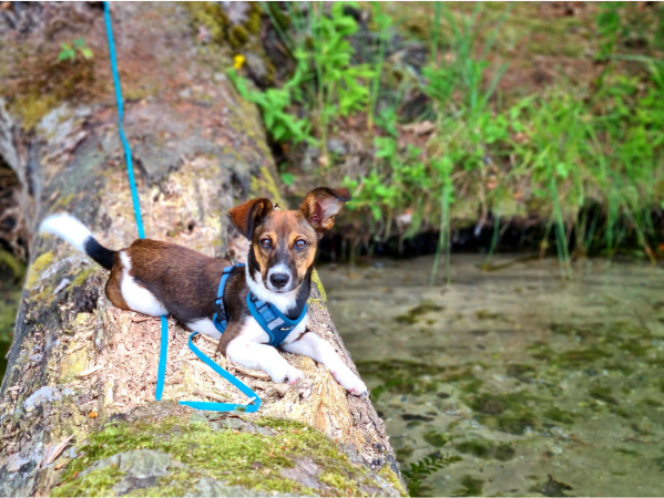 Wanderung in der Natur mit Hund